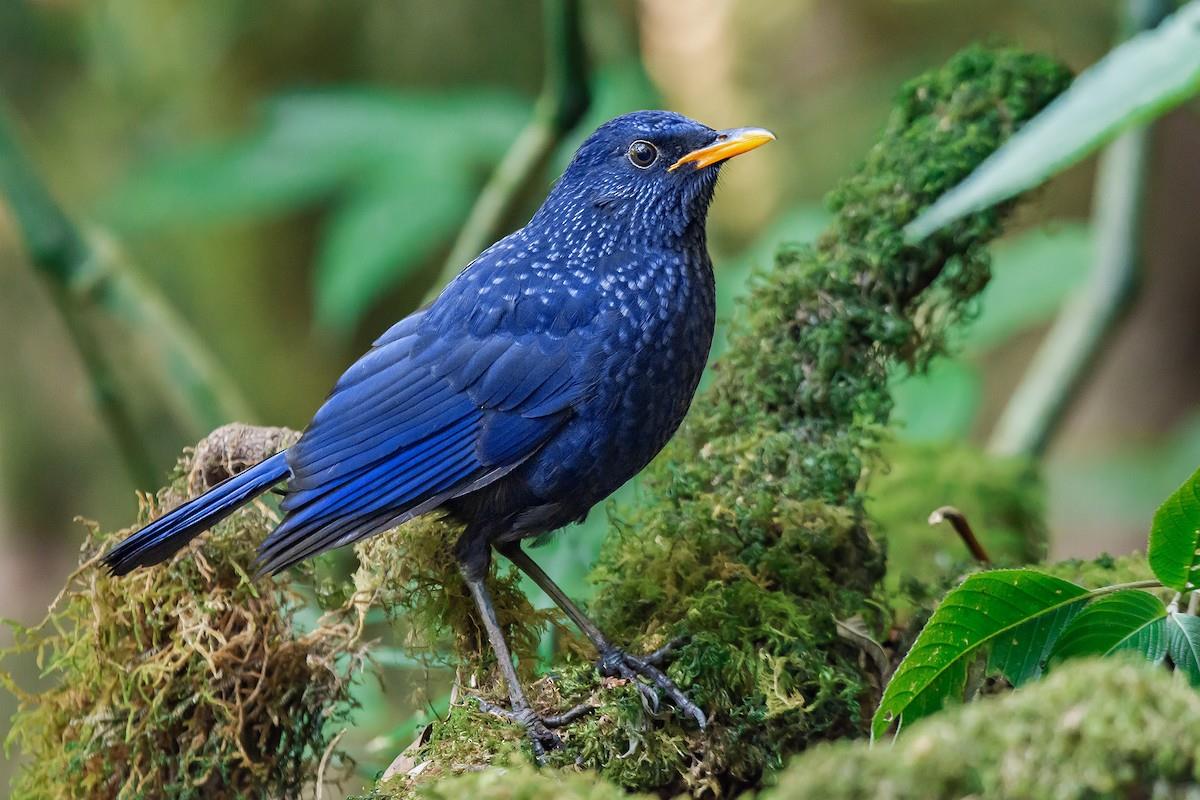 blue whistlingthrush